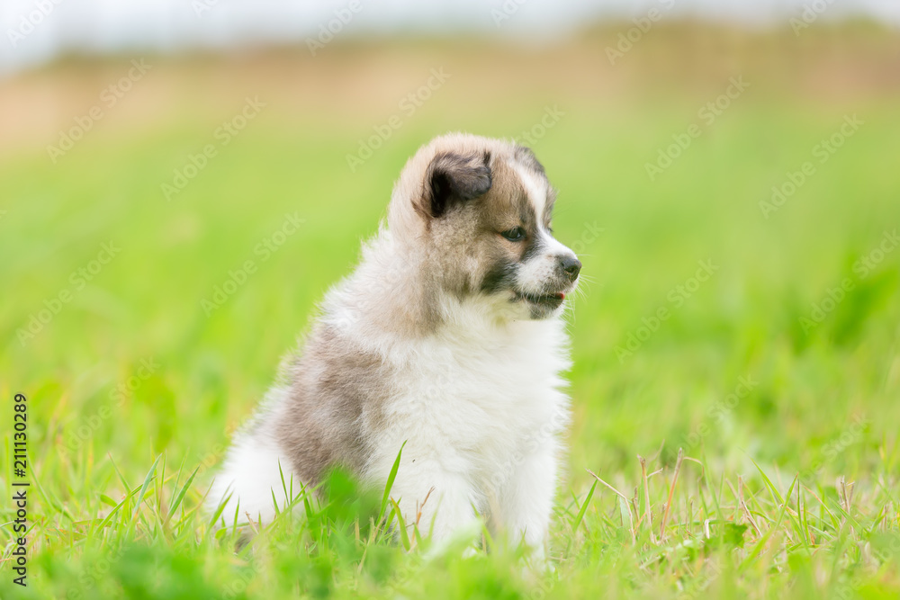 portrait of an Elo puppy on the meadow portrait of an Elo puppy on the meadow