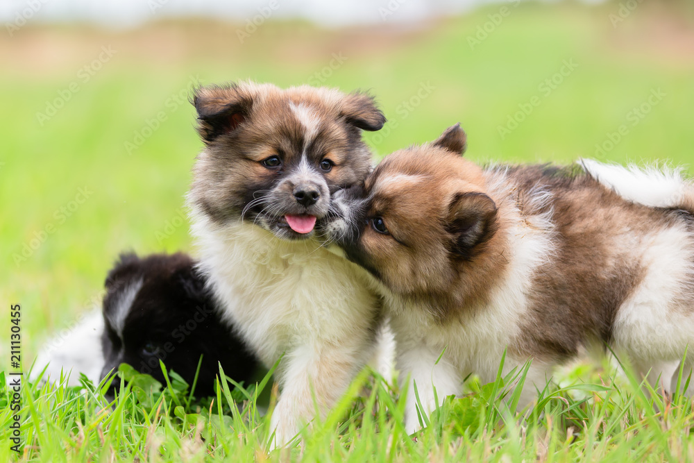 Elo puppies playing on the meadow