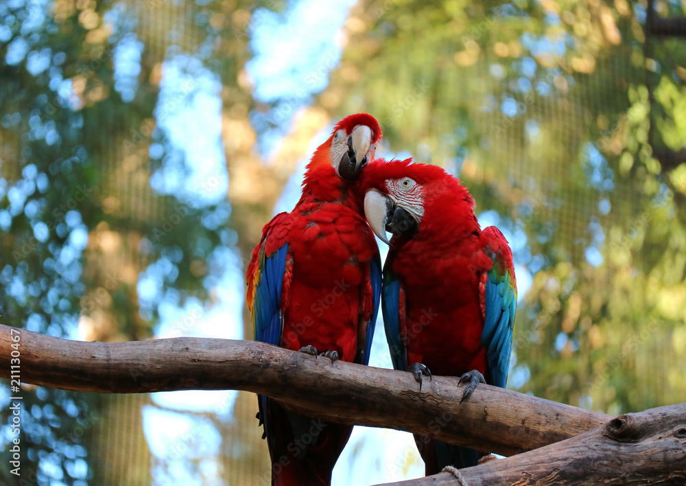 Naklejka premium Two Scarlet Macaw perching together and preening its couple on the tree, Brazil 