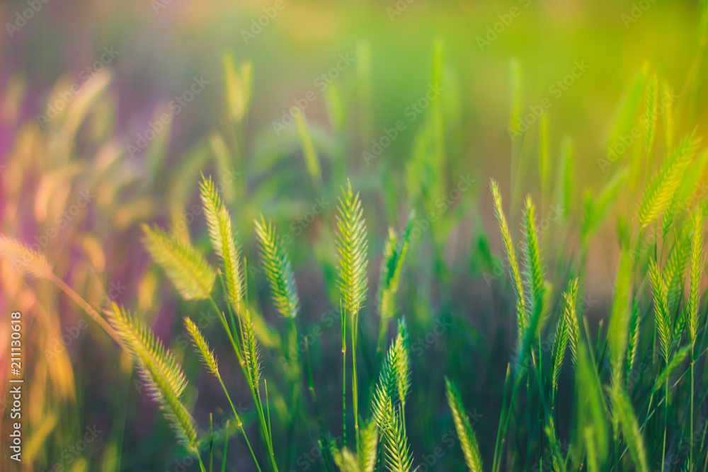 Beautiful bright color background  with green grass. Spring or summer sun  lights, bokeh and toning