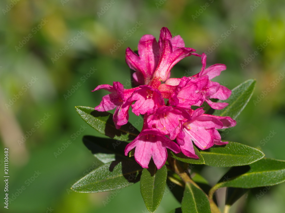 Rostblättrige Alpenrose ( Rhododendron ferrugineum) Rostblättrige Alpenrose ( Rhododendron ferrugineum)