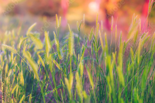 Beautiful bright color background with green grass. Spring or summer sun lights, bokeh and toning