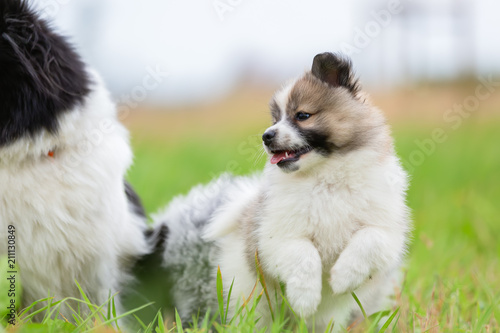 Fototapeta Naklejka Na Ścianę i Meble -  Elo puppy runs on the meadow
