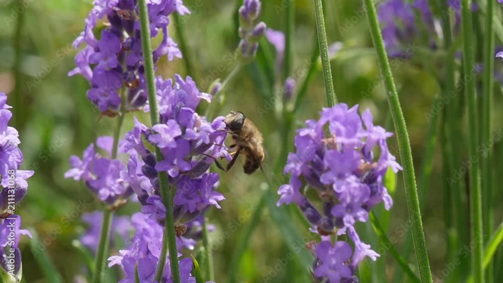 a bee on lavender a bee on lavender