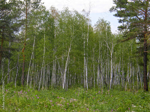 beautiful spring birch forest © Tatiana