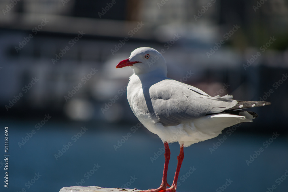 Fototapeta premium Australia Sydney