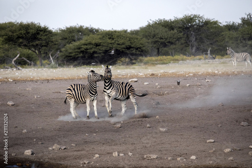 Fight of two stallions Damara zebra  Equus burchelli antiquorum  Etosha National Park  Namibia