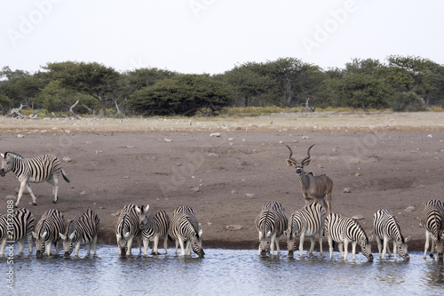 Damara zebra herd  Equus burchelli antiquorum  standing by waterhole  Etosha National Park  Namibia