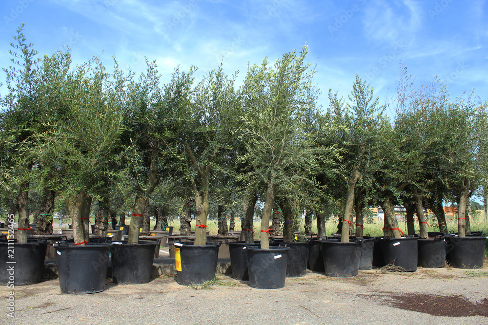 nombreux oliviers en pot en vente dans une jardinerie nombreux oliviers en pot en vente dans une jardinerie