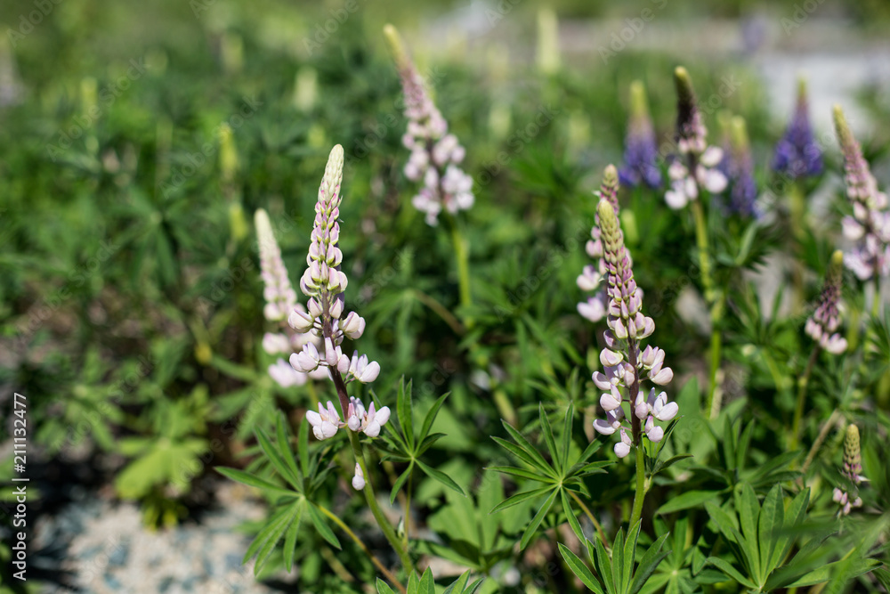 Light pink lupines flowers grow on the meadow in spring. Lupin Flower background.