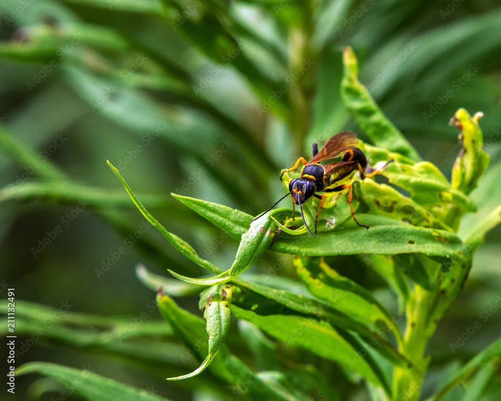 Fototapeta premium Black-and-yellow Mud Dauber frontal view!