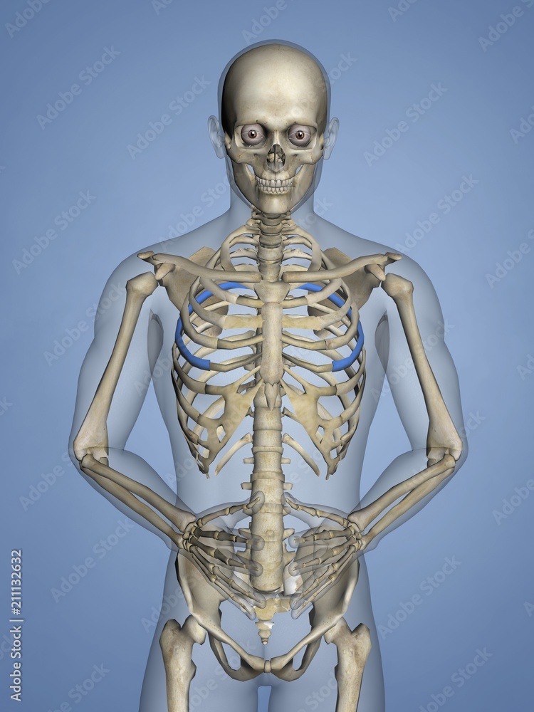 Fifth Rib, Rib Cage, 3D Model Stock Illustration | Adobe Stock