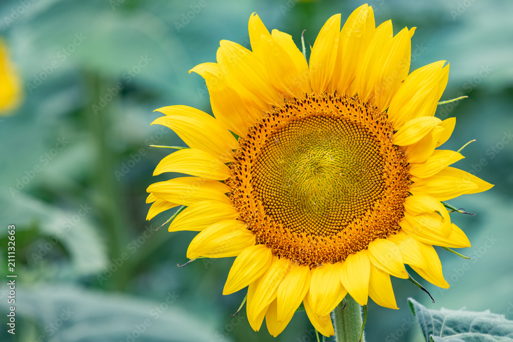 Beautiful large sunflower isolated on green with copy space and a shallow depth of field Beautiful large sunflower isolated on green with copy space and a shallow depth of field