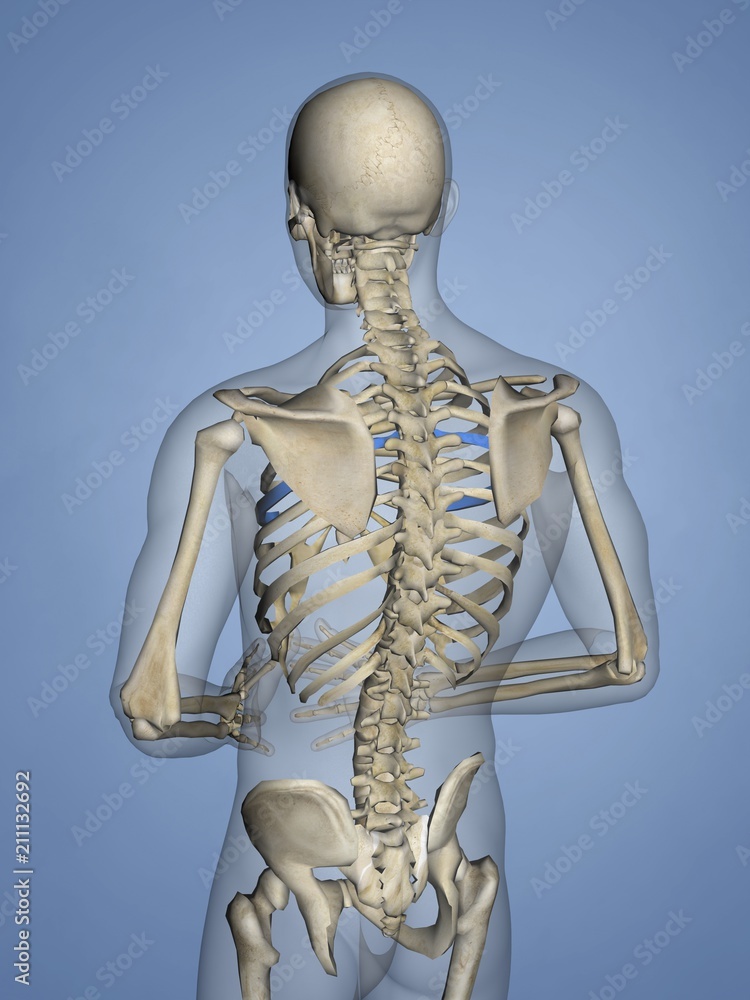 Fifth Rib, Rib Cage, 3D Model Stock Illustration | Adobe Stock