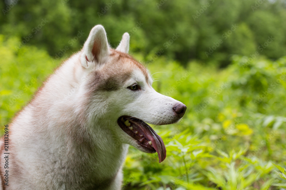 Profile image of beautiful dog breed siberian husky sitting in the grass. Portrait of friendly husky dog on green natural background