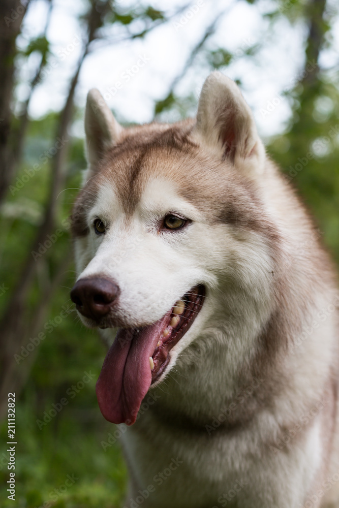 Close-up profile portrait of dog breed siberian husky with tonque hanging out in the forest