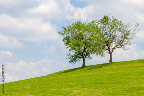 Bäume - Allgäu - Hang - aufstrebend - Frühling