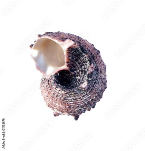 Seashell angaria delphinus isolated on a white background. Close up. Macro.   photo