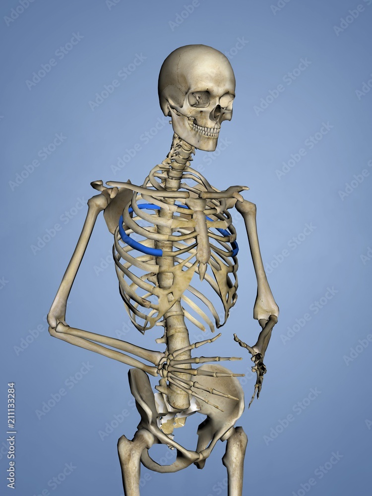 Fifth Rib, Rib Cage, 3D Model Stock Illustration | Adobe Stock