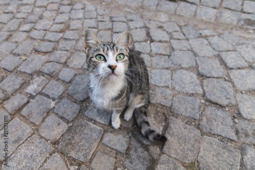 A green eye tabby cat looks above at cobblestone street in Ayvalik, Turkey