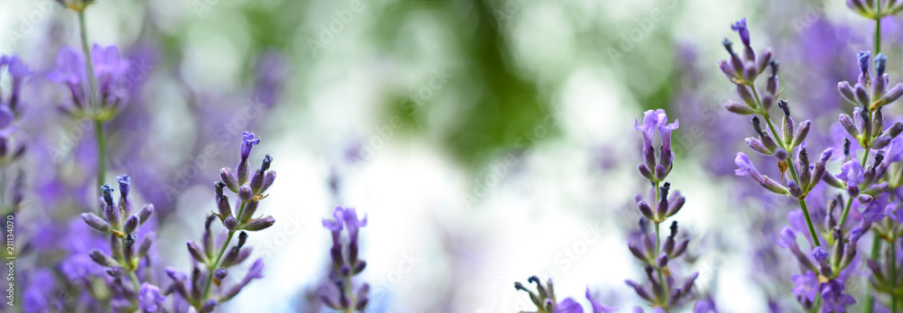 Obraz premium Lawenda - Panorama