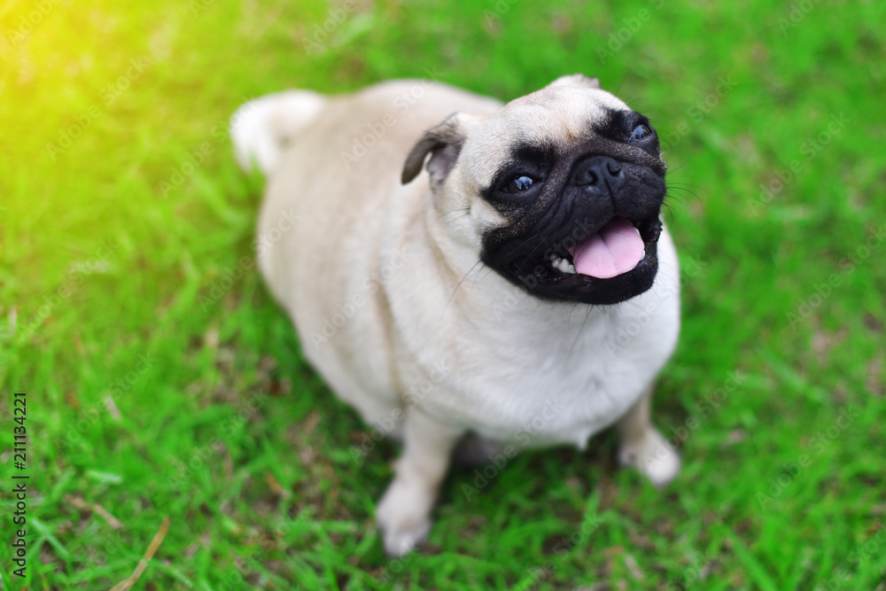 Cute young Pug stay alone in garden, close up
