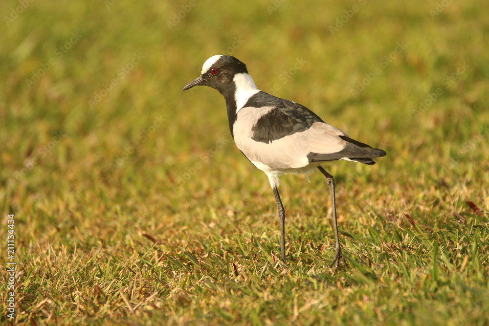 Fototapeta premium Blacksmith Lapwing