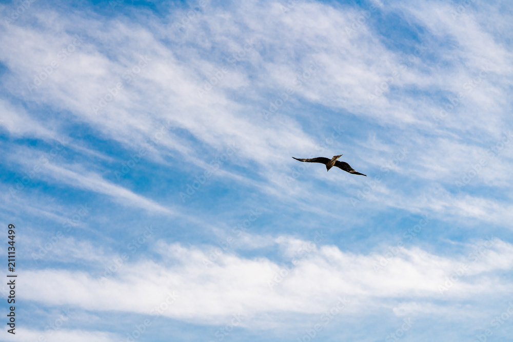 seagull in flight