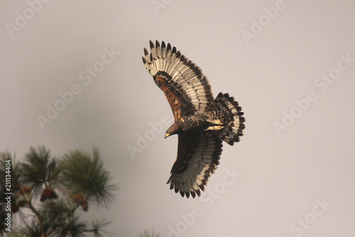 African Crowned Eagle flying over the tree tops photo