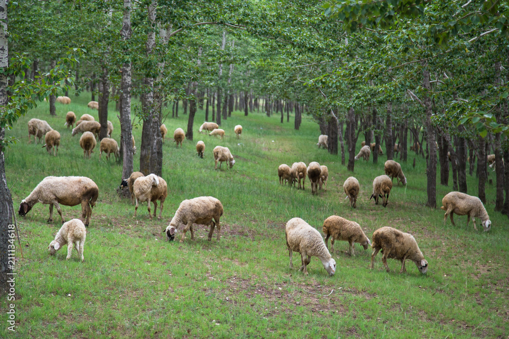Obraz premium sheep eating in spring