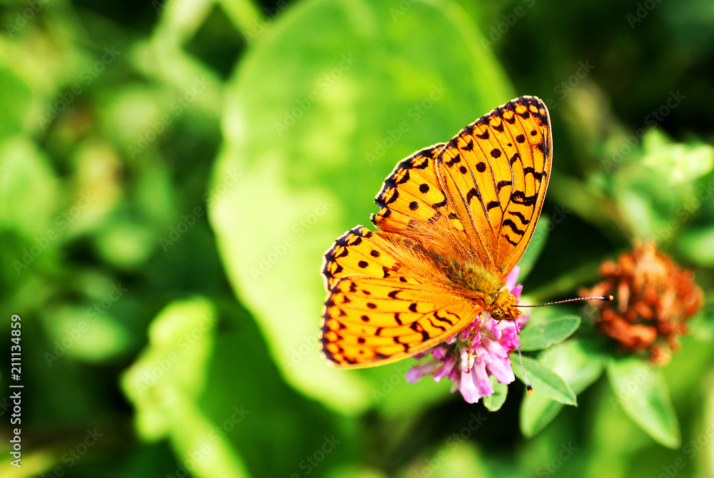 Fritillary orange forest with spread wings. Fritillary orange forest with spread wings.