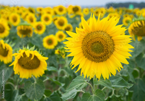 Sunflower field © Shan