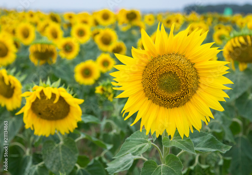 Sunflower field