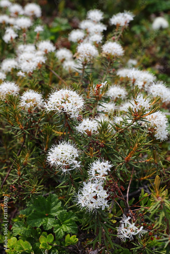 Labrador tea flower ( Ledum ) Labrador tea flower ( Ledum )