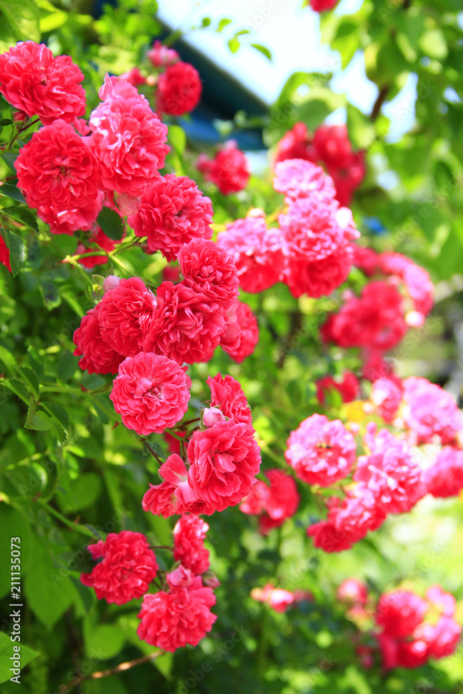 Delicate flowers of climbing red rose bloom in garden near house Delicate flowers of climbing red rose bloom in garden near house