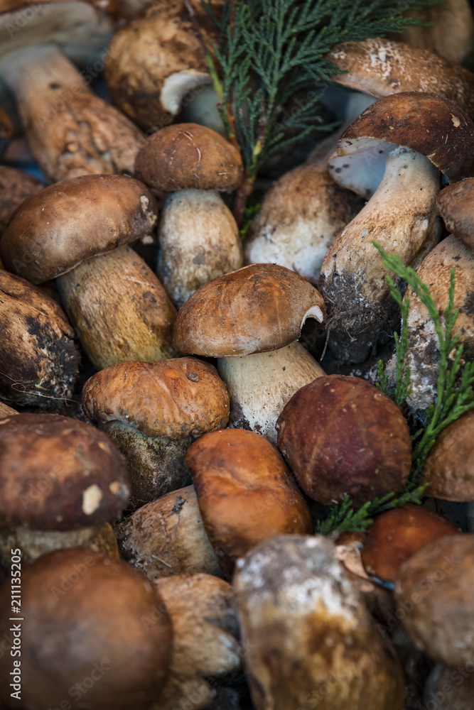 Background of mushrooms on the market in Milan in Italy close-up. Background of mushrooms on the market in Milan in Italy close-up.