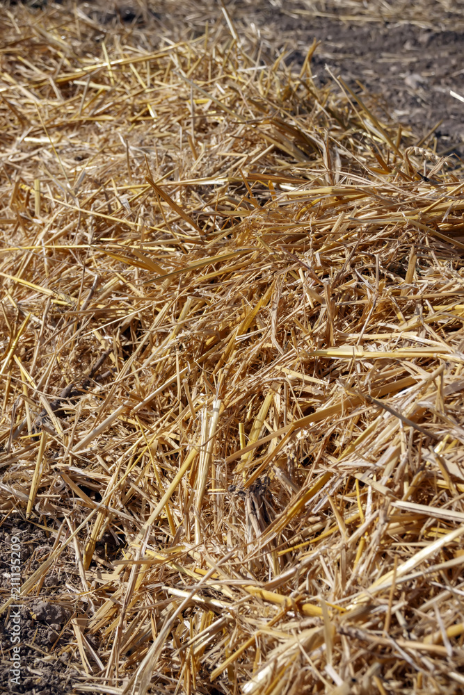 Dry straw on the field after harvesting close up Dry straw on the field after harvesting close up