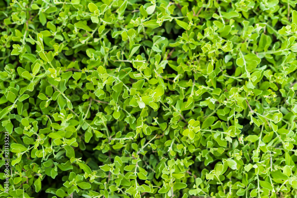 green nature plant leaf background green nature plant leaf background