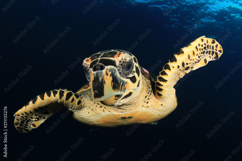 Obraz premium Hawksbill Turtle 