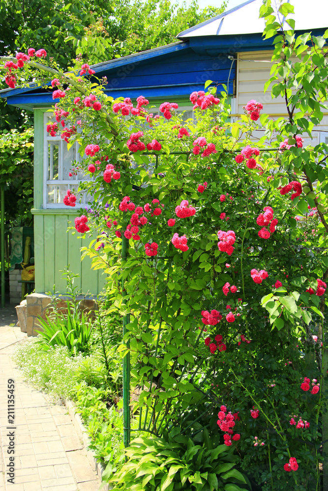 Obraz premium Delicate flowers of weaving rose bloom in garden near house
