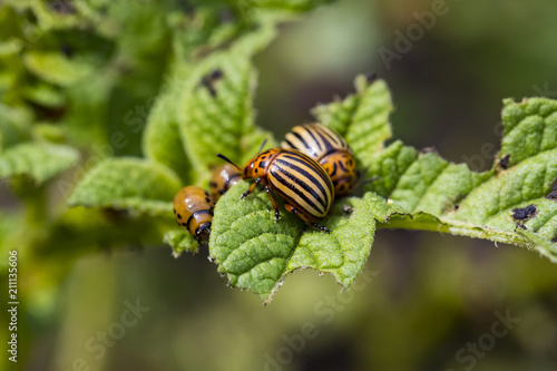 The Colorado Potato Beetle destroying the potato leaves on the field is removed by close-up.