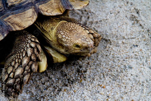 Tortoise close up