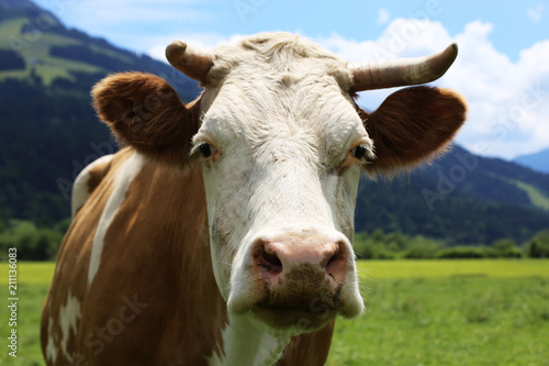 Kuh auf der Weide, Nahaufnahme