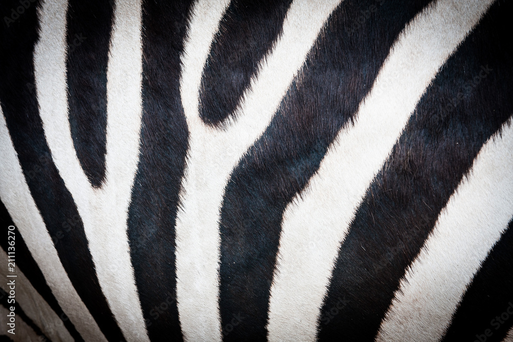 Zebra background Zebra background