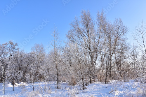 sunny day in the winter forest © kunetsSCG