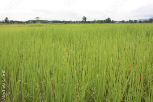 organic rice farm green meadow