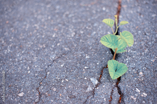 The tree is born and grows in a crack on the concrete road surfa