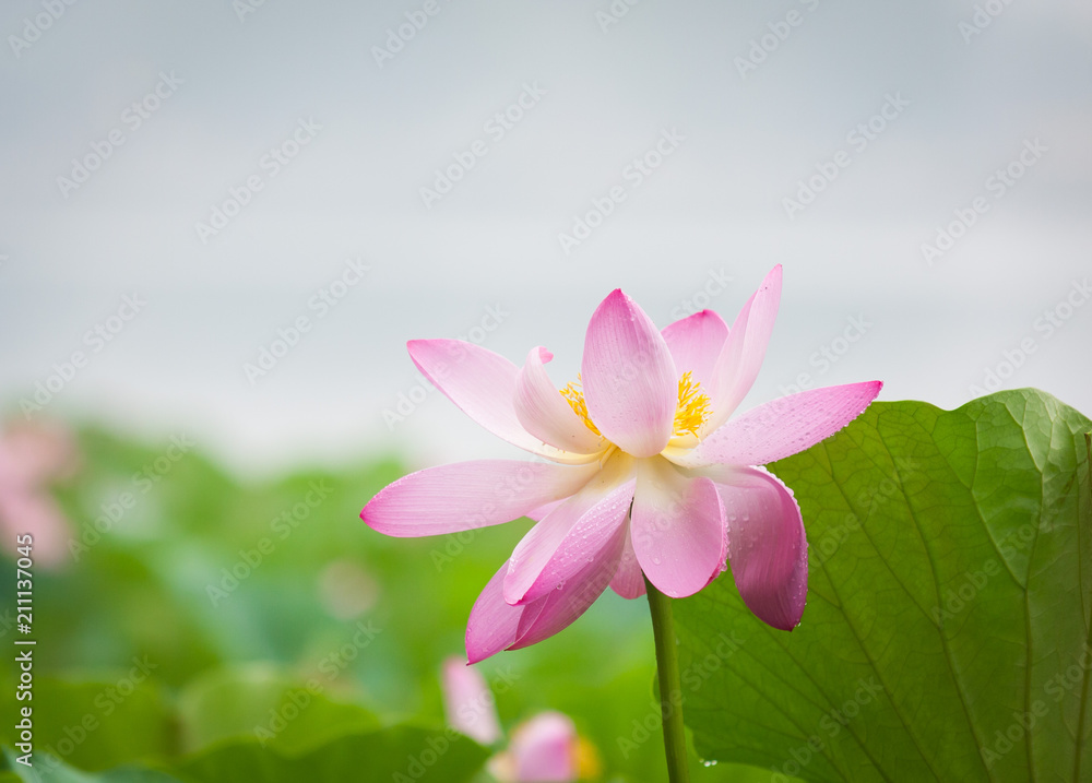 Fototapeta premium lotus flower