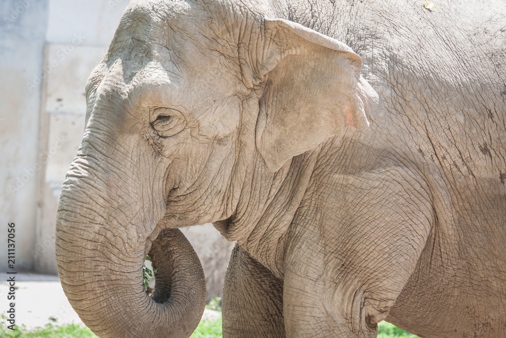 Fototapeta premium Asian elephant