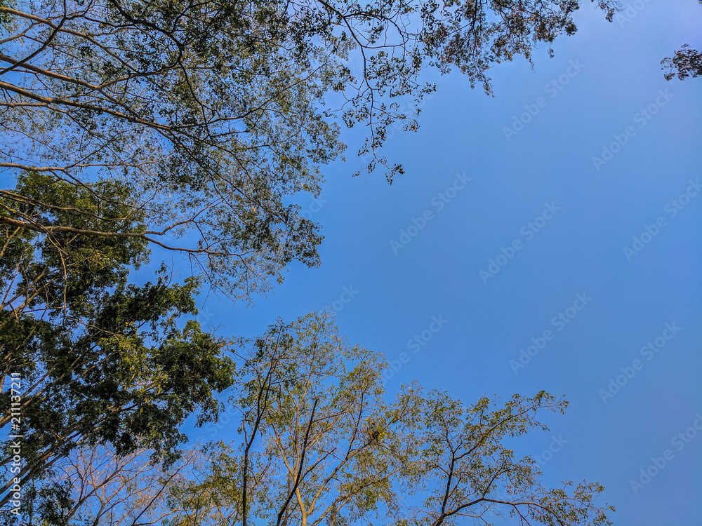 sky view from ground under the trees sky view from ground under the trees